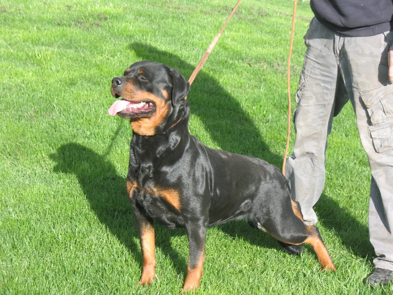 Abyss Vom hundegluck