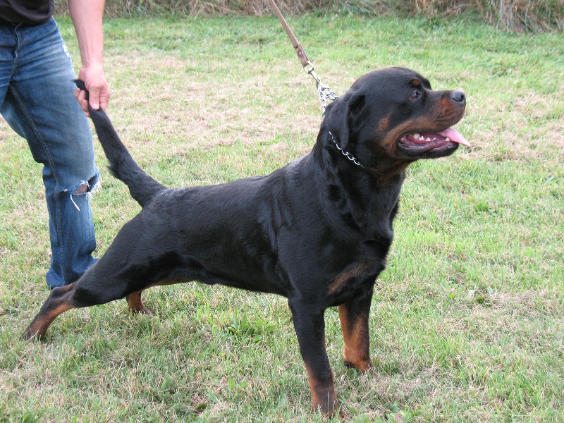 GOLIATH