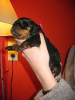 CHIOT