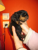 CHIOT