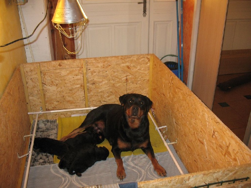 des Gardiens du lac - Rottweiler - Portée née le 30/01/2017